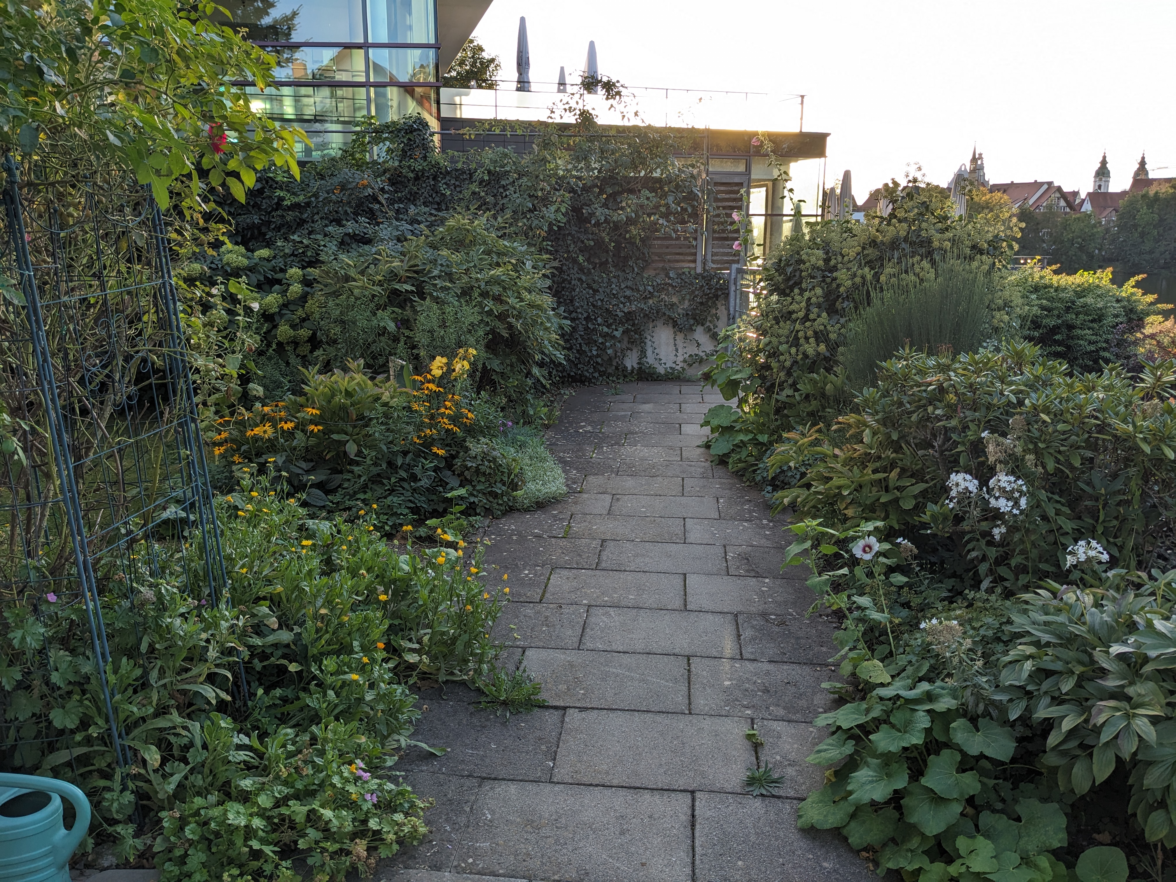 View along the path towards the lake side gate. Both sides lined with lots of green, with many late flowers; at the back, wild rose and ivy are stretching out long feelers in search of new fences to overgrow.