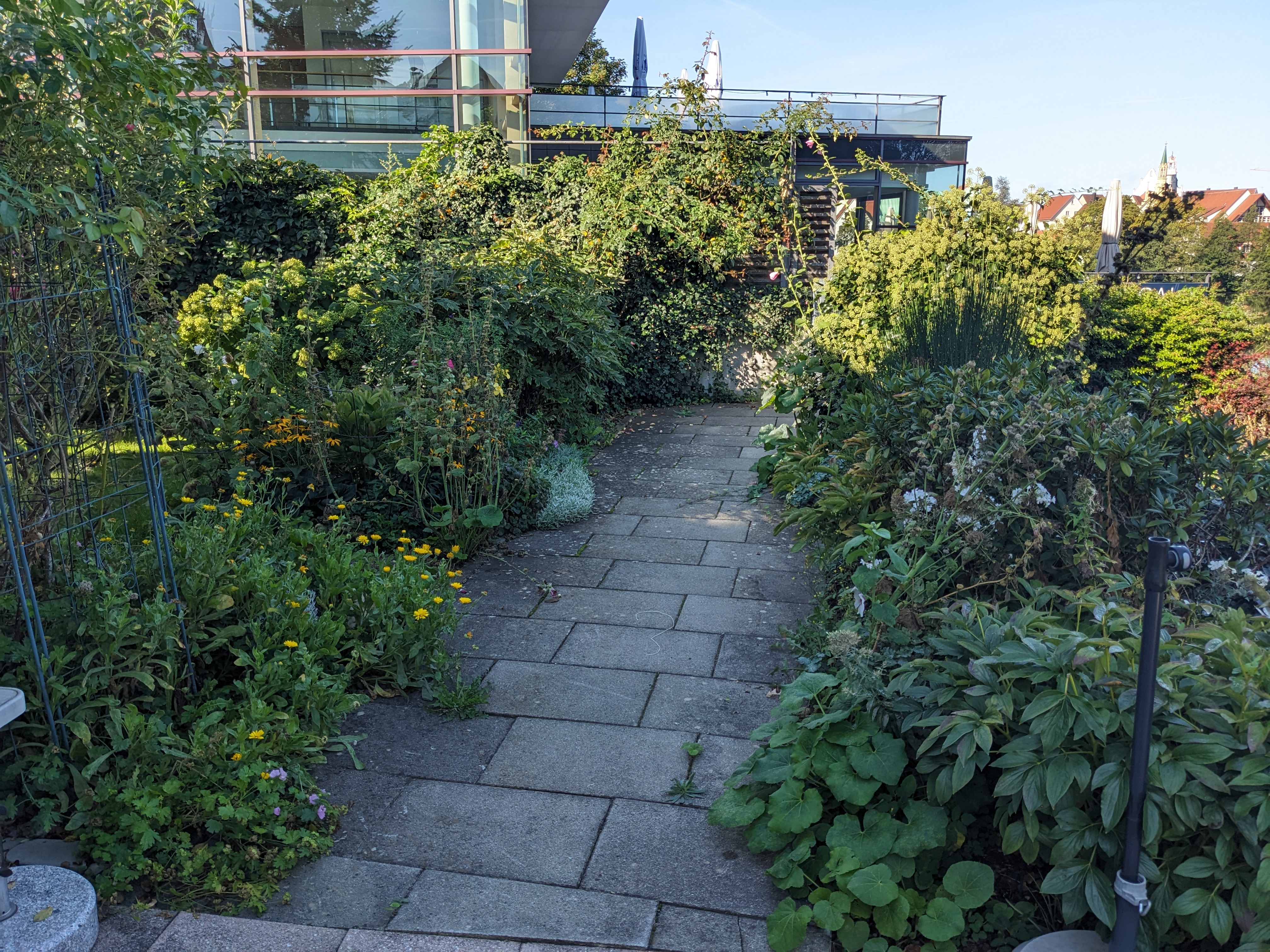 Same view of the same path as before, but the hollyhock is gone, and there are no plant tentacles in the background.