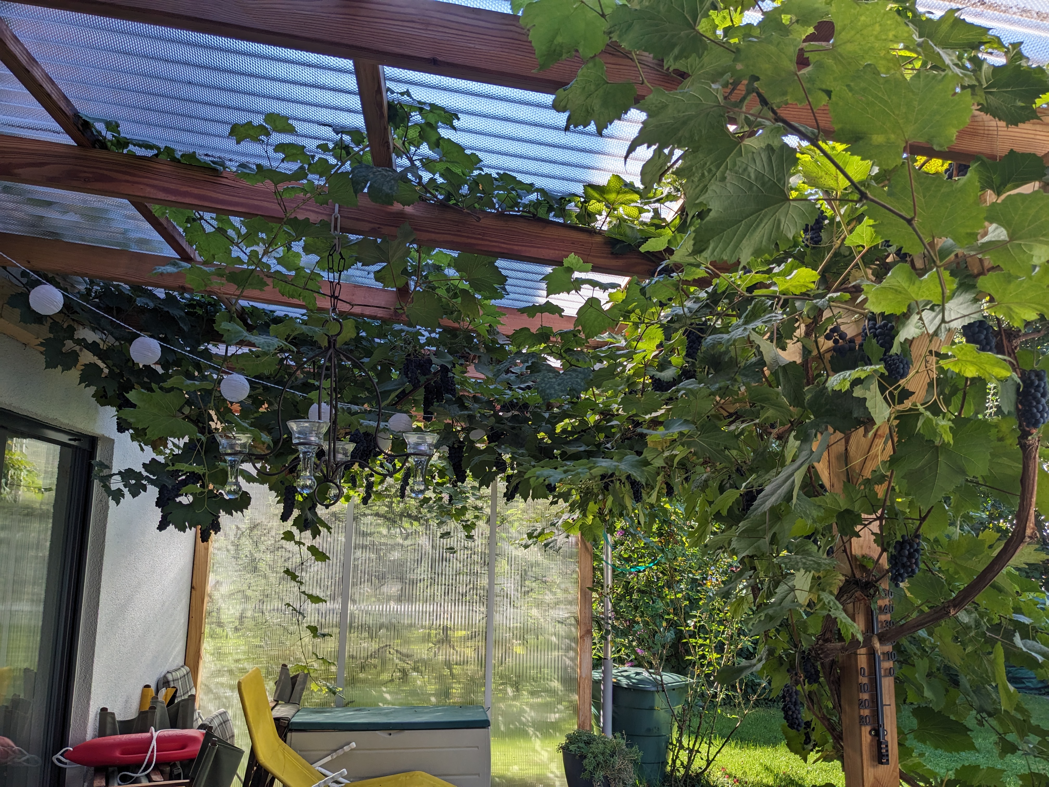 View of the garden patio. A vine has grown up the front roof support, and made its way more or less everywhere under the roof beams and joists. It all looks quite serene and beautiful, but also tangled and messy.