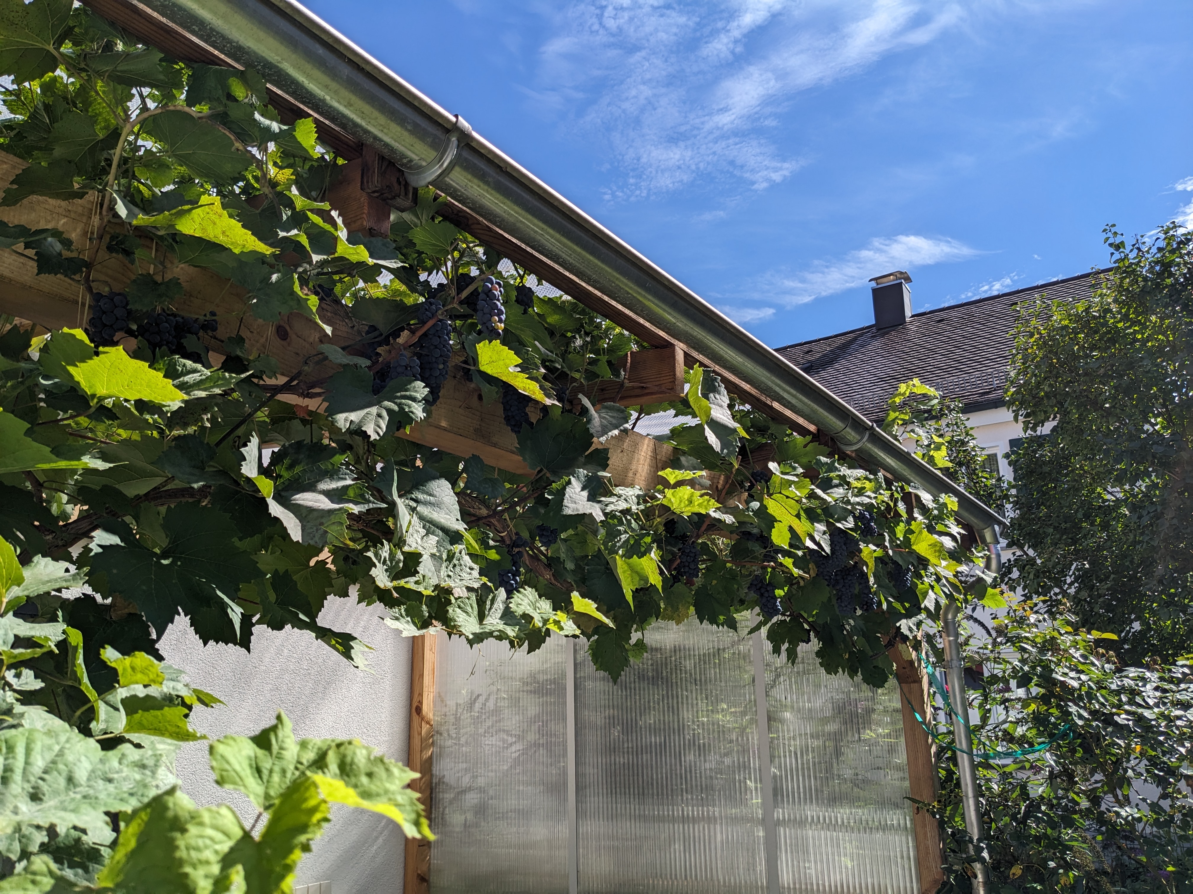 View along the roof and drain. The vine wrapped itself around the beam running the length, and with the remaining (many) grape clusters is a lovely late-autumn garland.