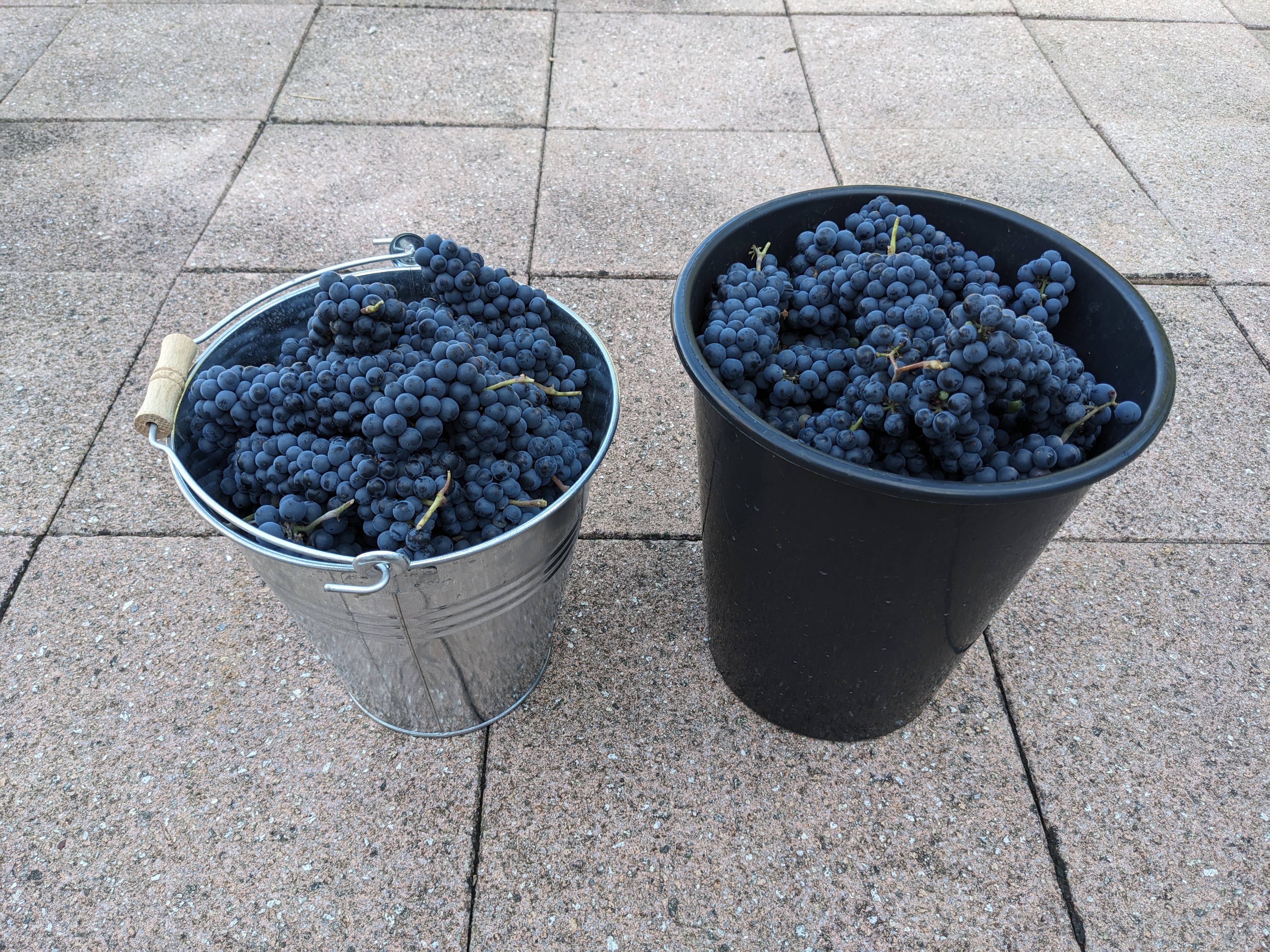 A zinc and a plastic bucket, both heaped with grapes.