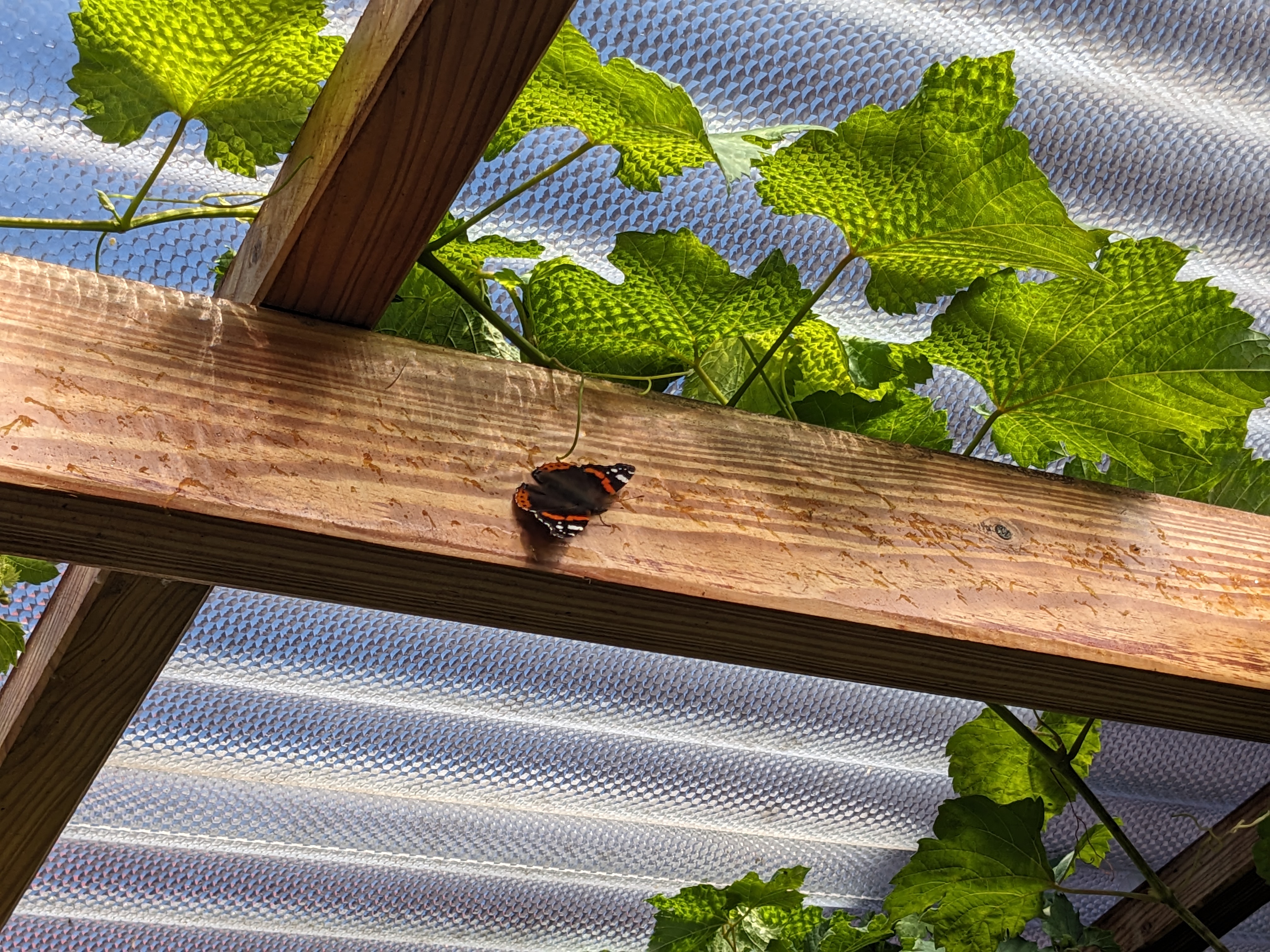 Red admiral butterfly resting on one of the beams, waiting for a wasp to break the grapes&rsquo; skin so it can drink the juice.