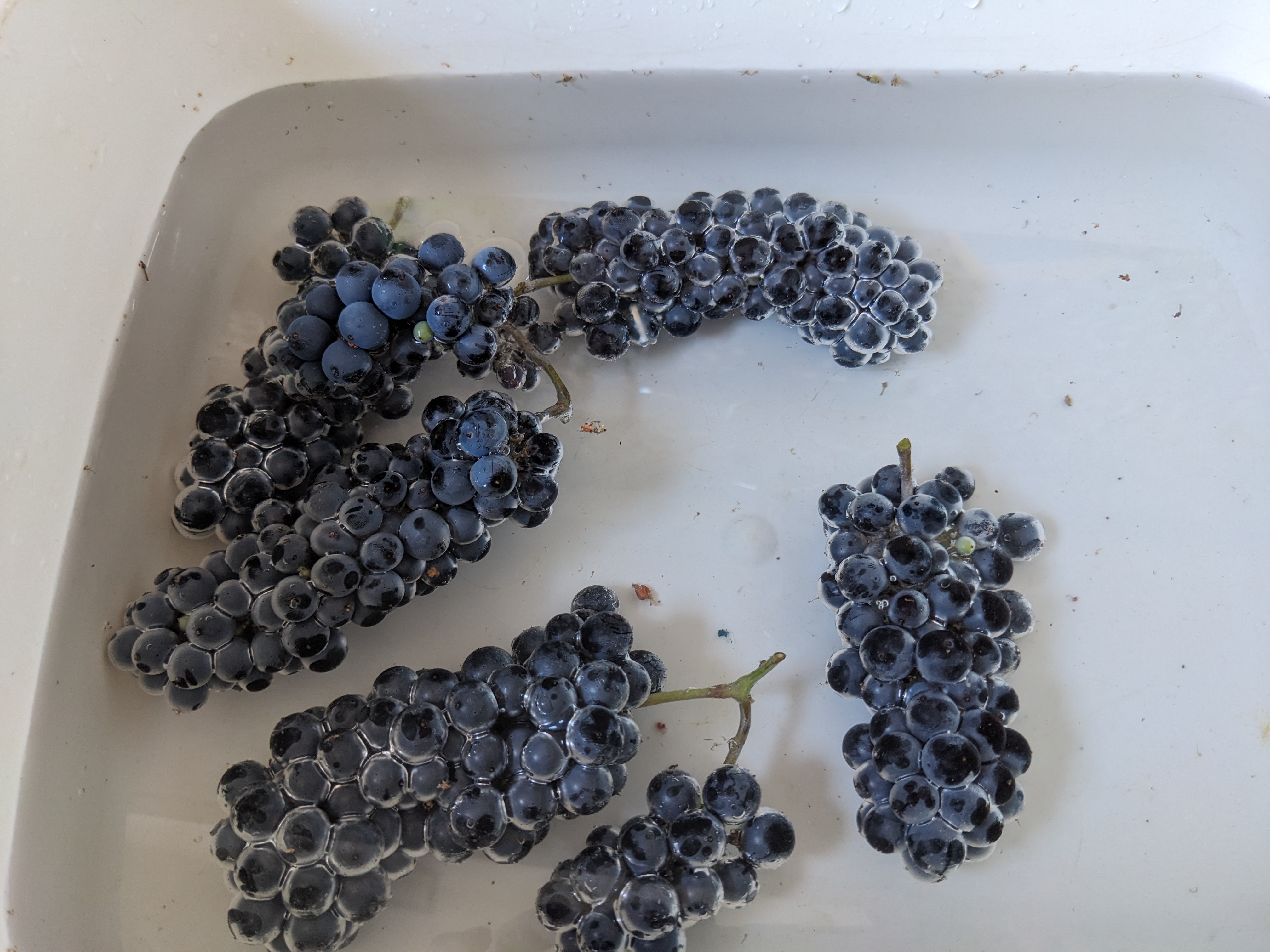 A few grape clusters in a basin of water. The outer surface of the clusters appears to be holding a thin layer of air, as if the grapes had cast some kind of magic breathing spell.